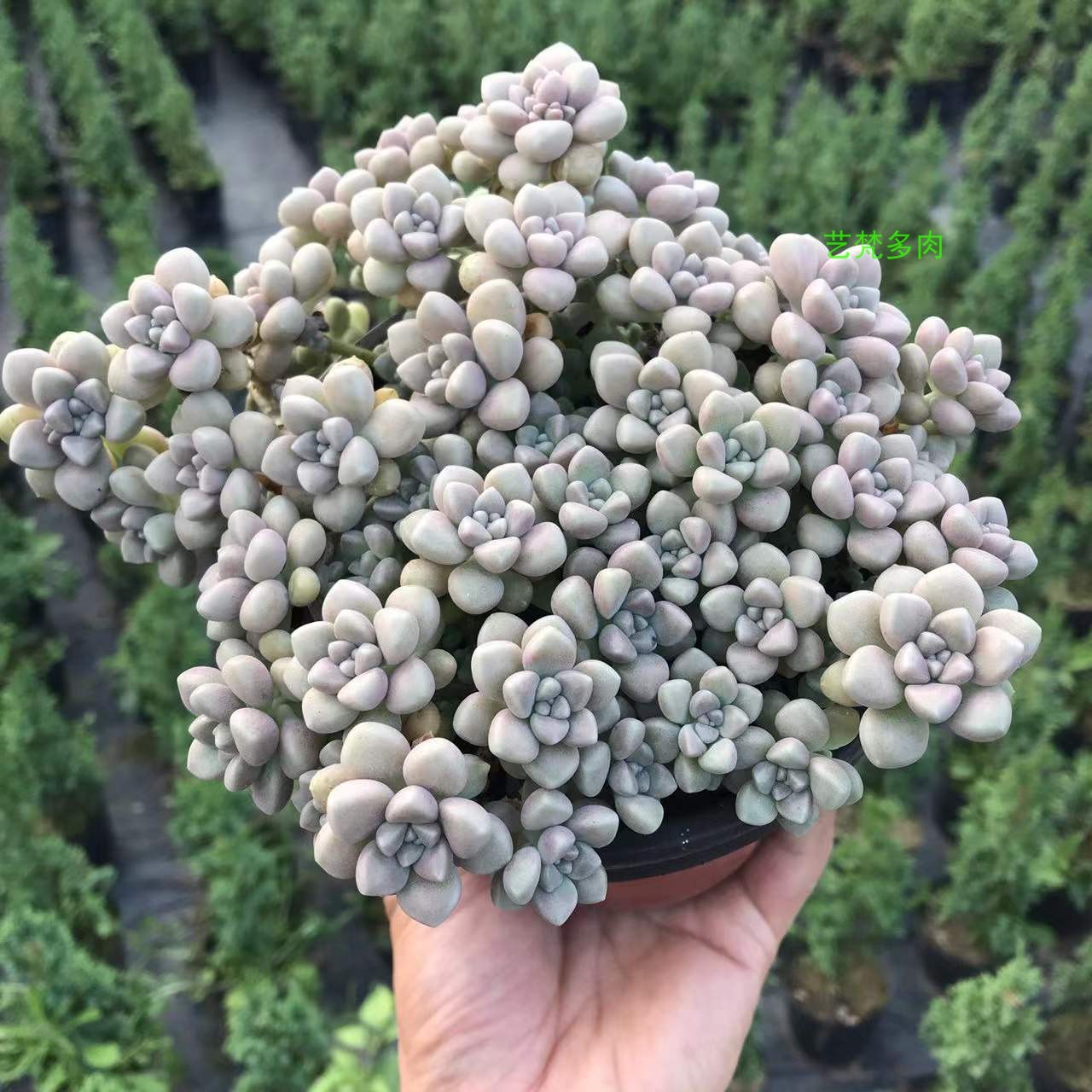 造型悬崖爆盆丸叶姬秋丽多肉老桩一物一拍绿植大颗超大好养植物