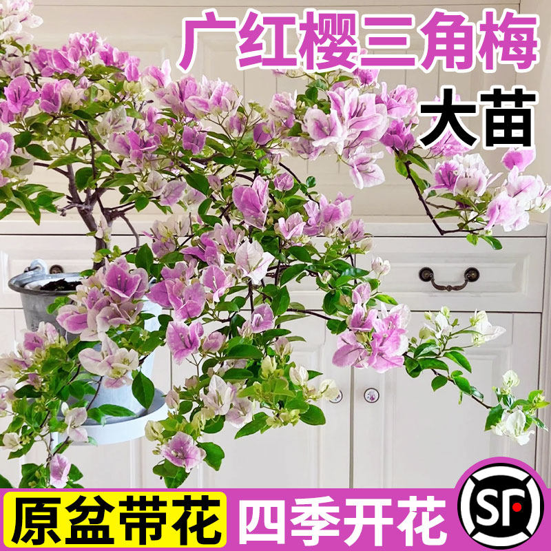 三角梅树苗盆栽广红樱三角梅带花爬藤植物室内外阳台耐寒老桩花卉