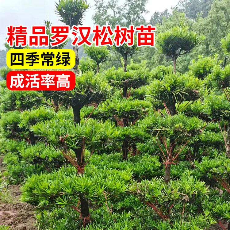 罗汉松树苗盆景小叶雀舌室外庭院地栽盆栽大树造型树桩名贵绿化苗