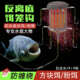 倍特锋反离底饵笼钩鲢鳙反离底钓欧鲤底钓线组海竿翻板钩青草鲤鱼