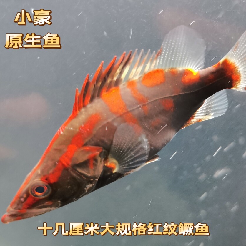 红纹鳜鱼红纹鳜鱼苗包邮包活凶猛淡水冷水鱼热水鱼路亚鳜鱼苗