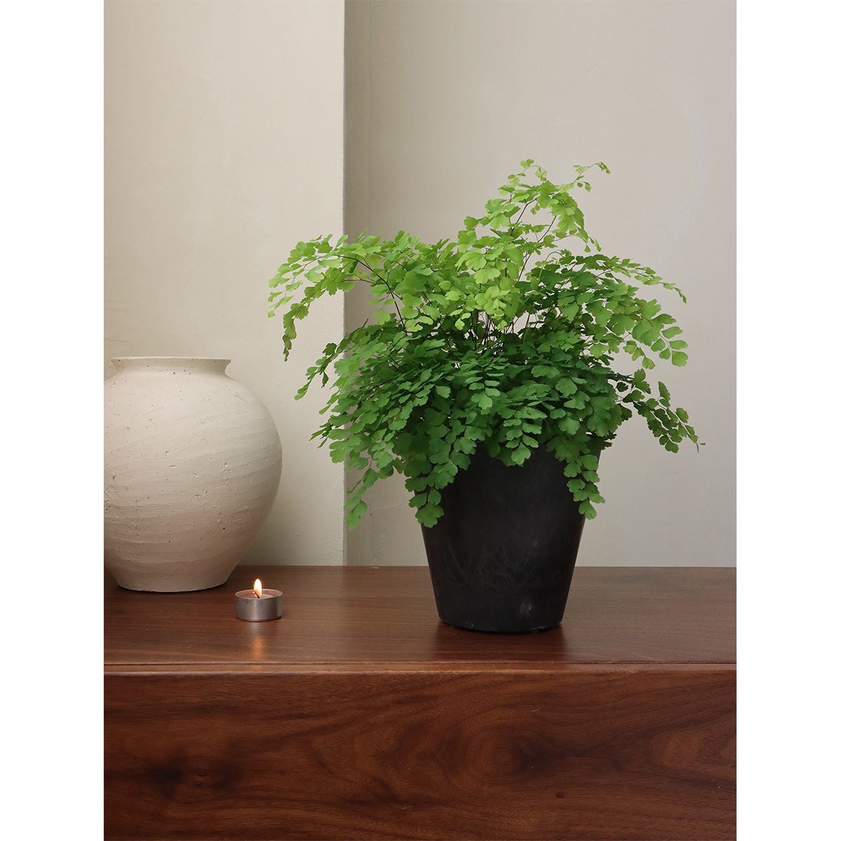 新品 | 飞雪铁线蕨 室内耐阴绿植 飘逸轻盈 复古的诗意浪漫 顺丰