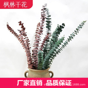 云南永生尤加利叶 永生桉树叶 铜钱桉永生花 小叶尤加利10支