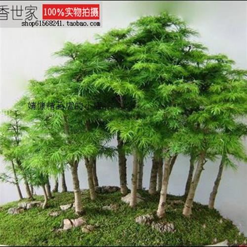 丛林式盆景式水杉佳品迷你盆景植物杉树株微型丛林小盆栽造型送礼