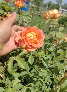 艾玛汉密尔顿夫人Lady Emma Hamilton欧洲月季花苗盆栽花卉欧月