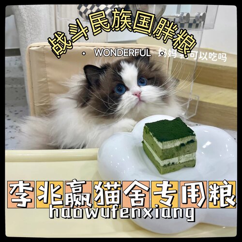 李兆赢猫舍专用猫粮10斤增重增胖一个月看得见改变体质