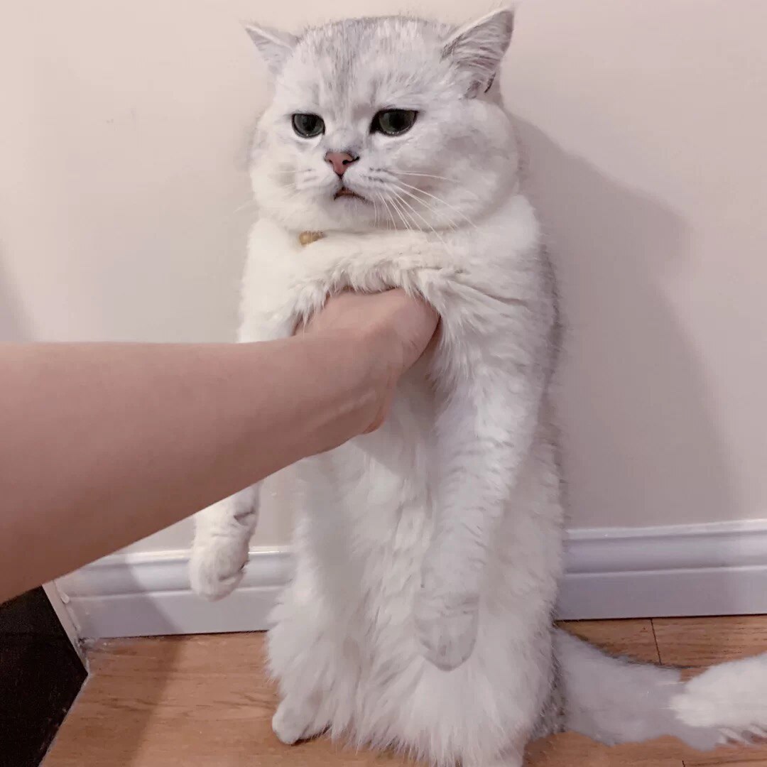 纯种银渐层猫幼猫活体英短金渐层猫矮脚猫银点猫活物宠物猫咪幼崽