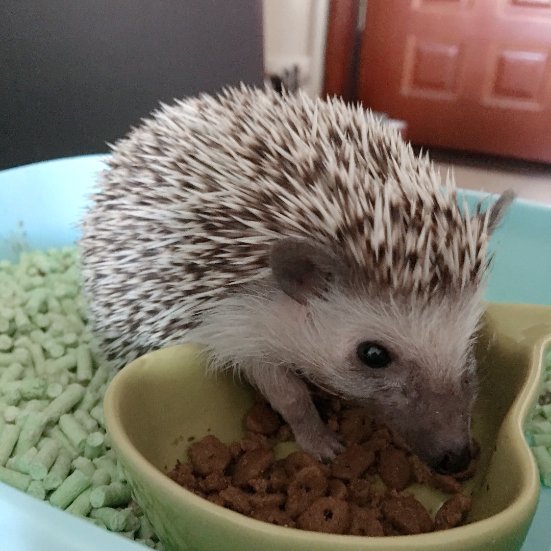 非洲迷你刺猬粮除臭粮食主食幼崽成年刺高级粮饲料自用粮500g袋装