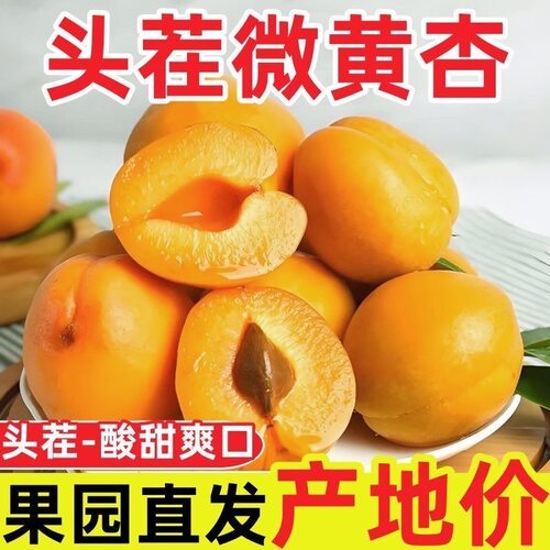 大黄杏时令水果产地现摘