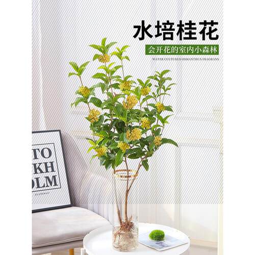水培桂花盆栽树苗带花盆水养桂鲜切花卉植物室内好养易活绿植