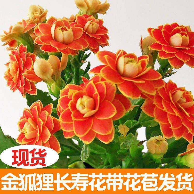 长花寿盆重瓣金狐狸花花苗好室内开花栽的花卉养植大物