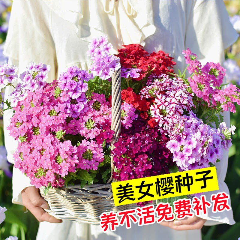 美女樱花种子四季多年生春秋播种花种籽子室内外盆栽垂吊花卉花籽