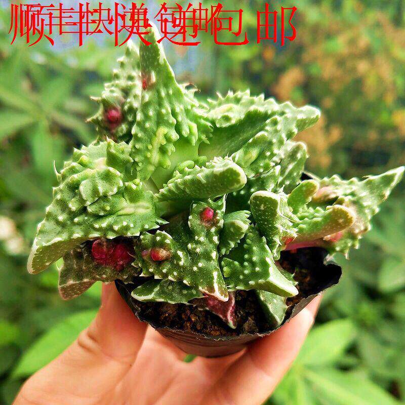 新疆包邮】稀有品种怒涛狂澜怒涛多肉植物趣味丑萌盆栽小盆景