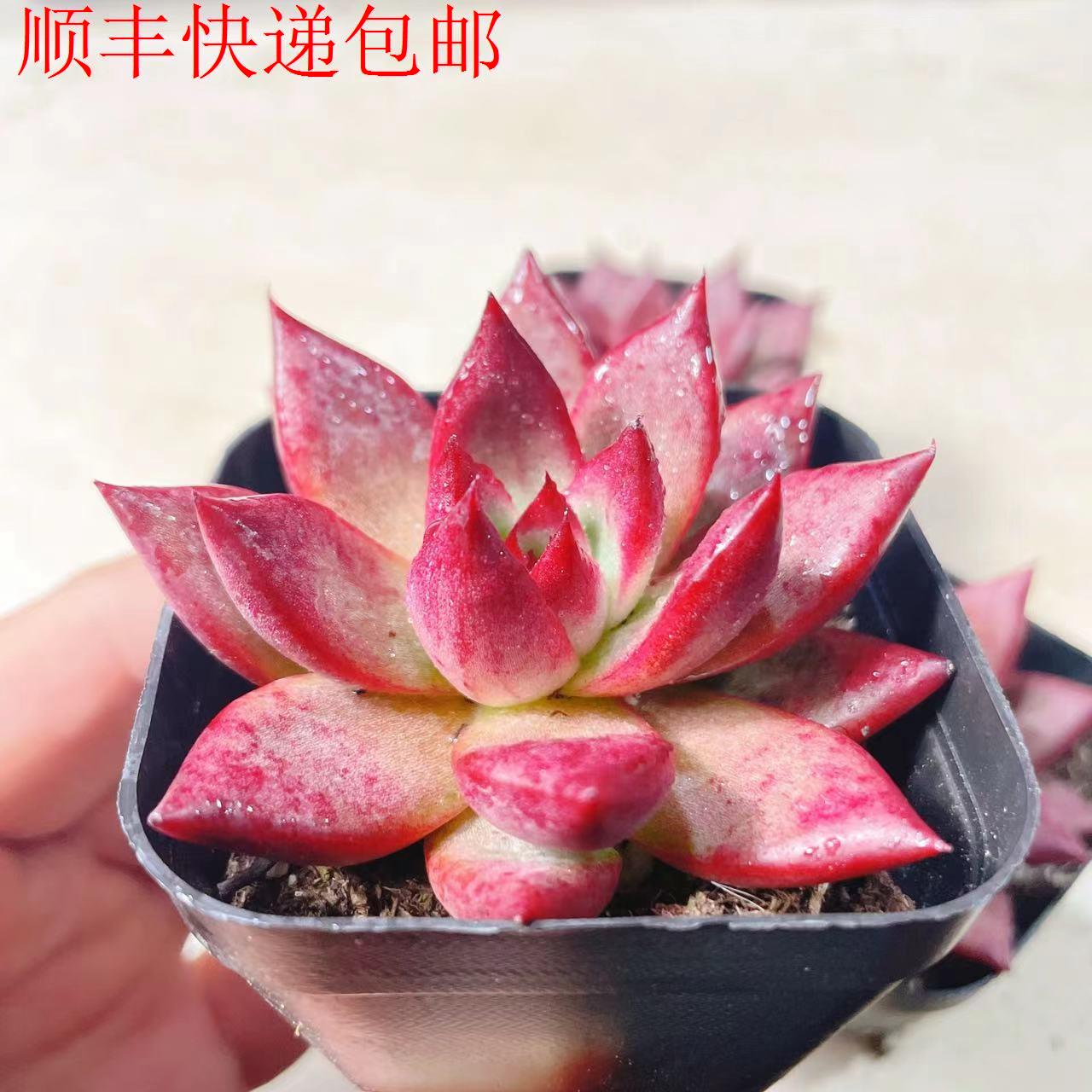 新疆包邮】罗卡多肉 血罗冬云系 红色大单头 多肉植物 稀有品种