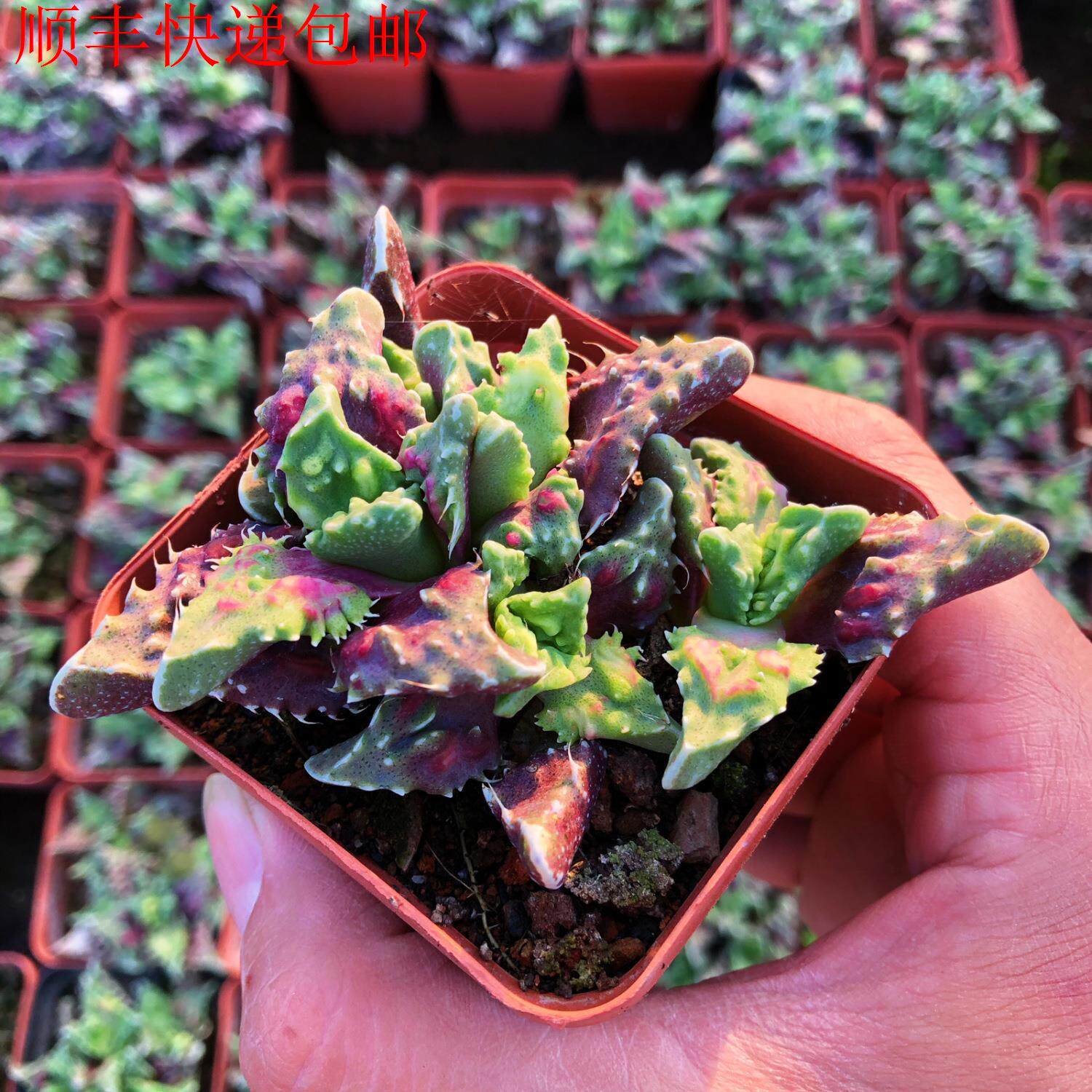 新疆包邮】红怒涛稀有品种多肉植物狂澜怒涛高端丑萌肉肉四海波系