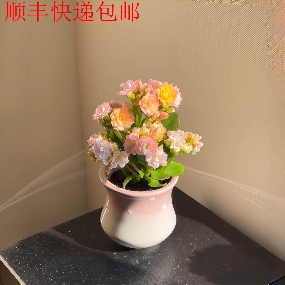 新疆包邮】彩虹糖长寿花缤