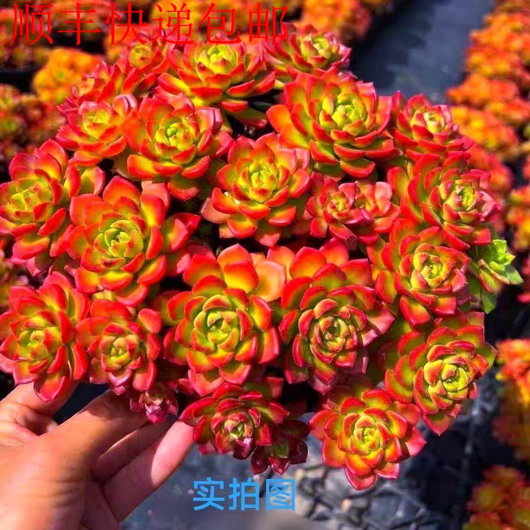 新疆包邮】火焰玫瑰多肉绿植 景天科拟石莲花属 皮实好养易繁殖