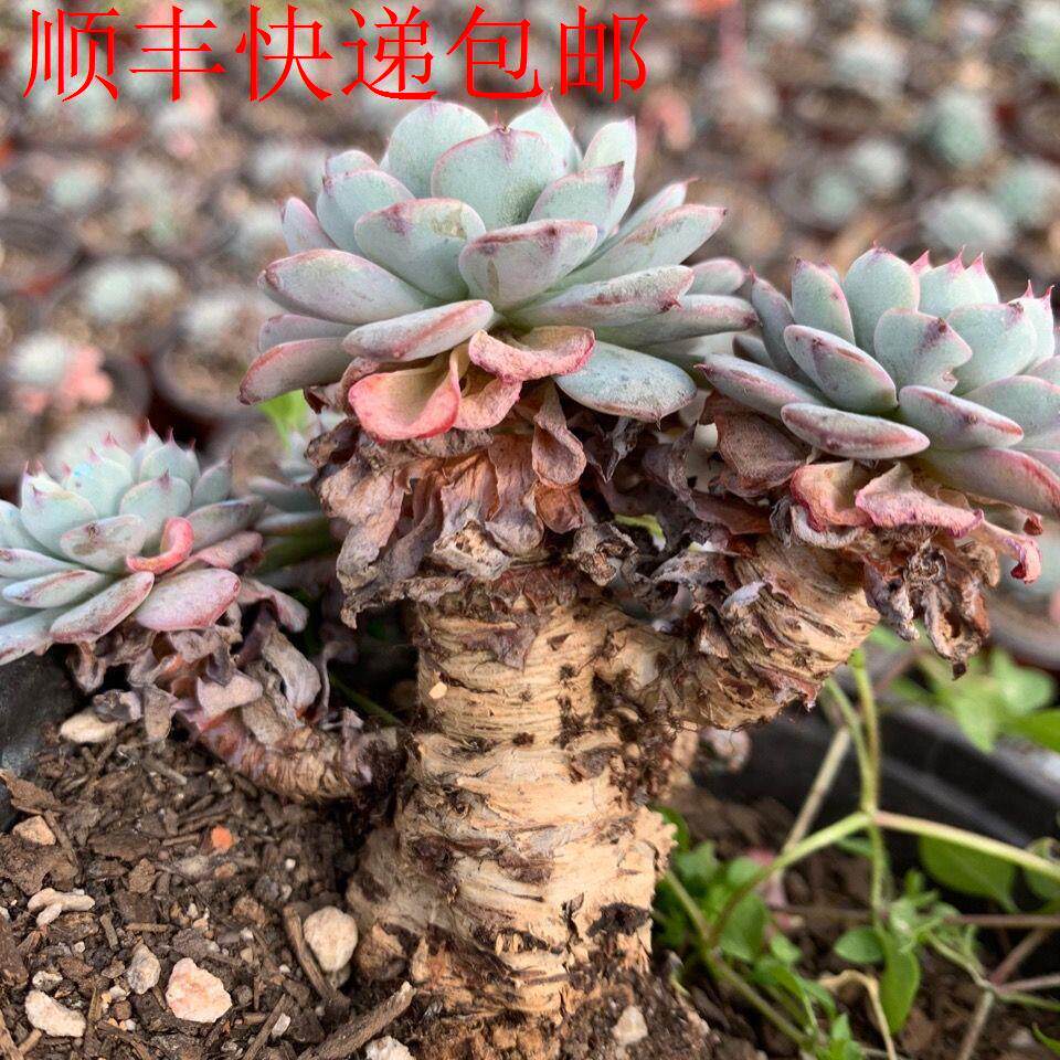 新疆包邮】白姬莲罕见超大老桩多肉植物精品多肉带盆栽好绿植花卉