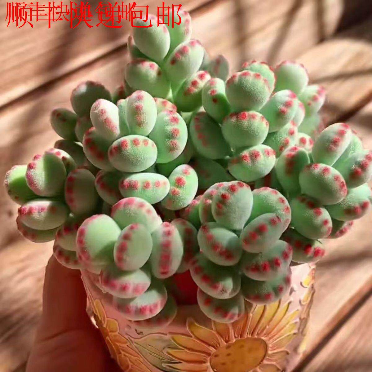 新疆包邮】多肉植物熊爪童