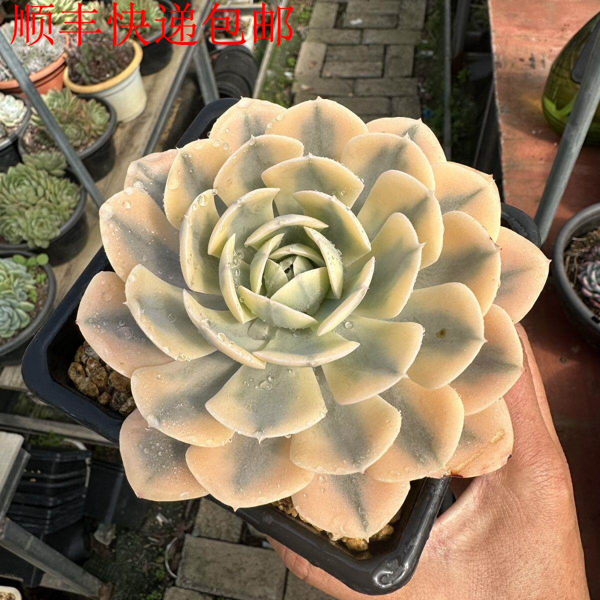 新疆包邮】鲁氏锦覆轮锦单头9-12cm控养精品多肉植物安娜玫瑰锦基