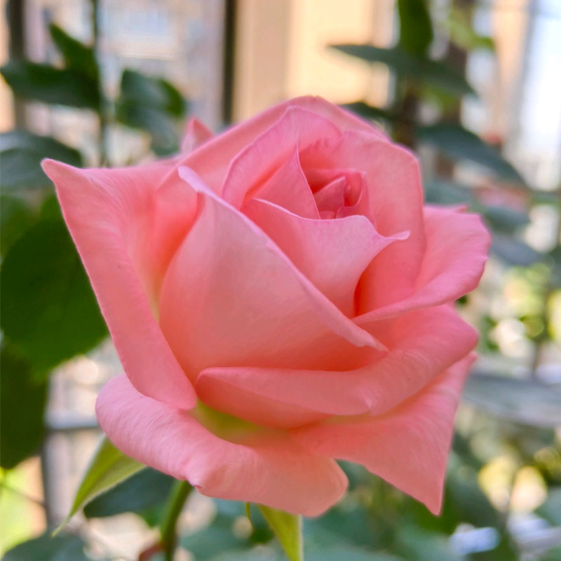 戴安娜 玫瑰花苗 切花月季大花浓香大朵灌木欧月阳台庭院盆栽植物