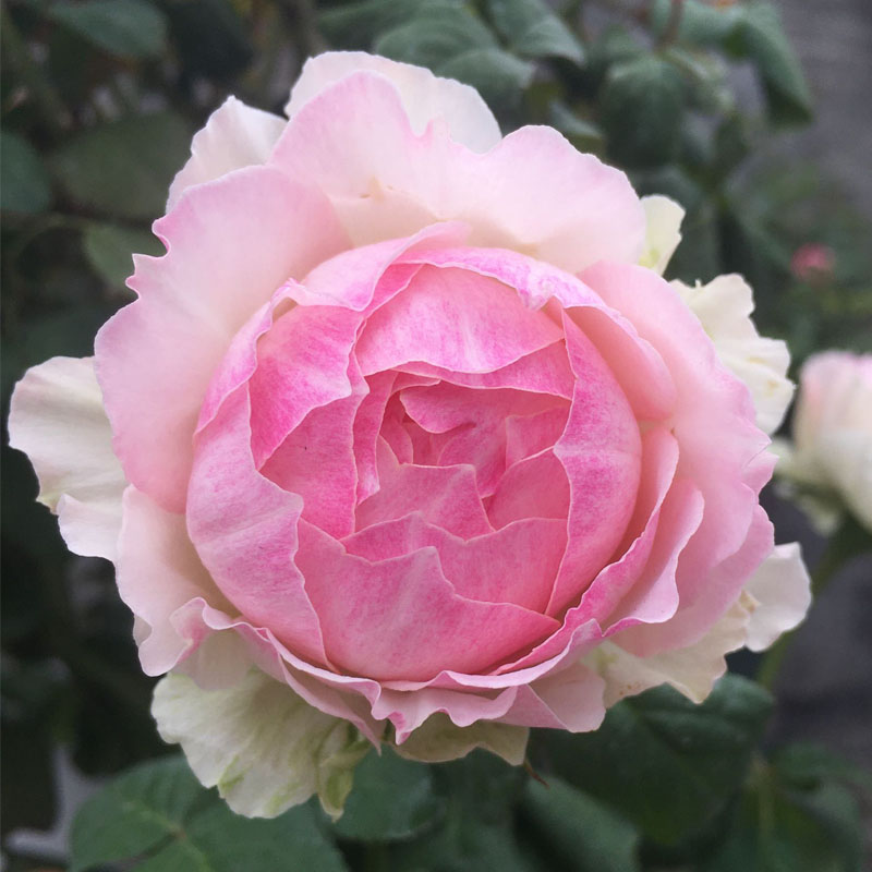 佩朱 大花月季花苗 佩尔朱克 切花玫瑰 果香味 阳台庭院盆栽植物