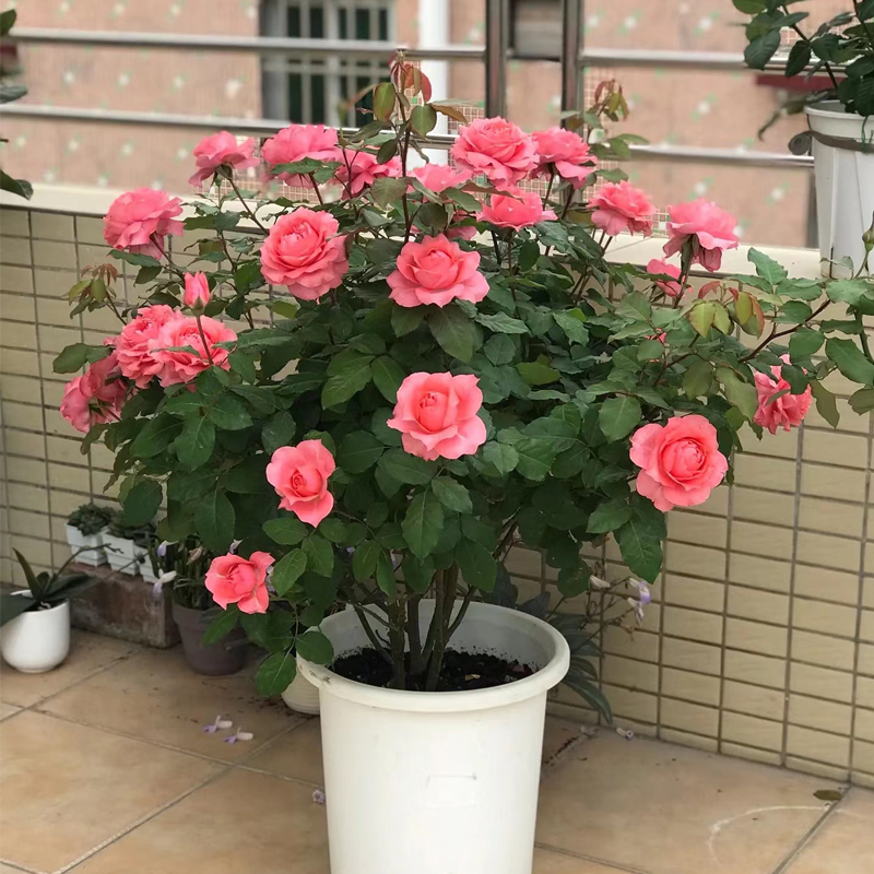 珊瑚果冻月季花苗大花浓香多头玫瑰四季开花阳台庭院盆栽花卉欧月