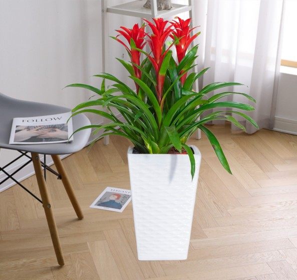 凤梨盆栽鸿运当头组合盆景客厅办公室家居吸甲醛开张乔迁送礼植物