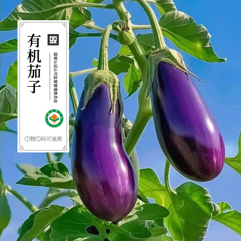 有机茄子有机蔬菜新鲜蔬菜有机菜叶菜水果沙拉无农残顺丰