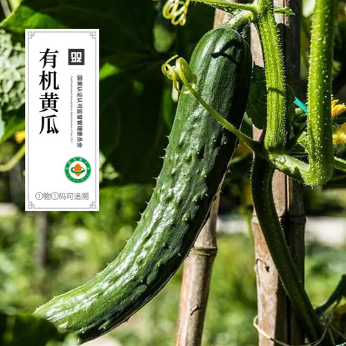 有机刺黄瓜有机蔬菜新鲜蔬菜有机菜叶菜水果沙拉无农残顺丰