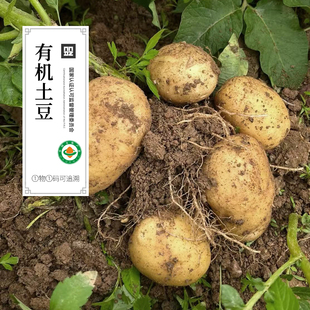 蔬菜土豆 当季 云南有机土豆新鲜黄心土豆沙面土豆无农残 无激素