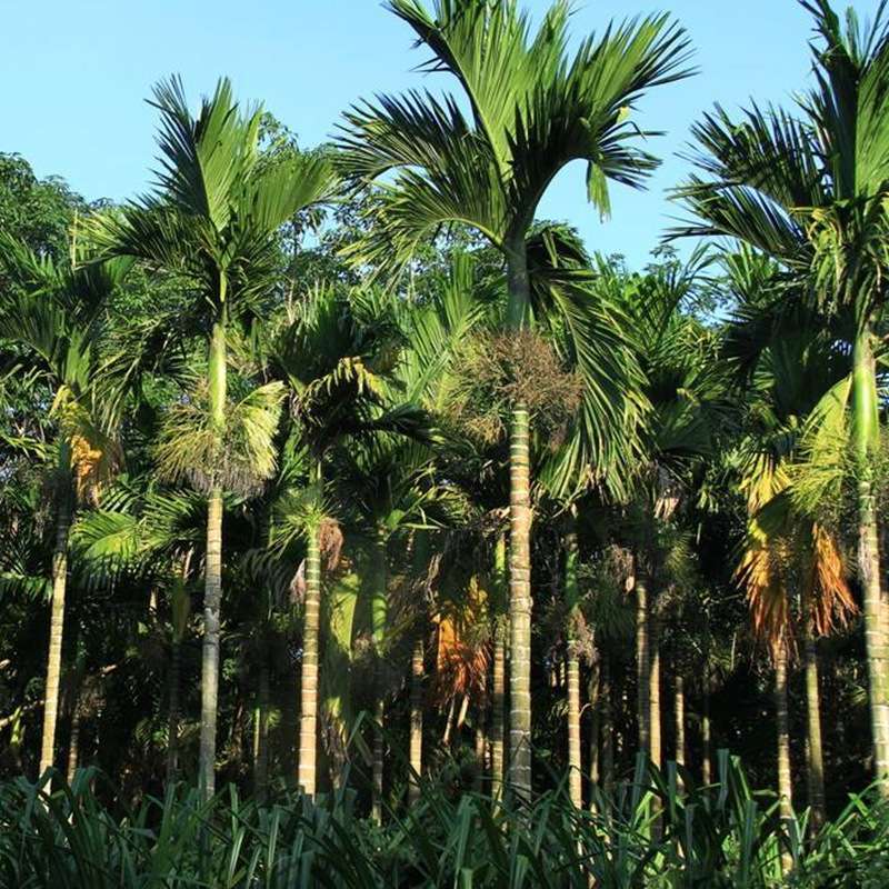 槟榔种子林木种籽宾门果树热带多年生国产四季春季散装行道树种孑