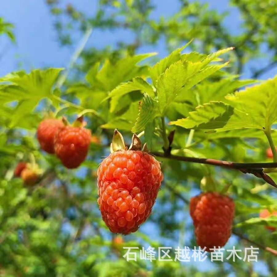 盆栽红树莓种子可食用水果盆栽树莓种野草莓树种子庭院阳台野生果