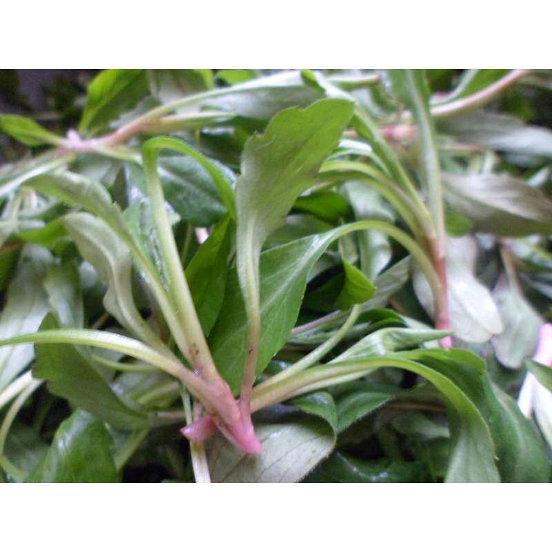 蔬菜野菜种子马兰头种马兰菜种子出芽率高中药材种子