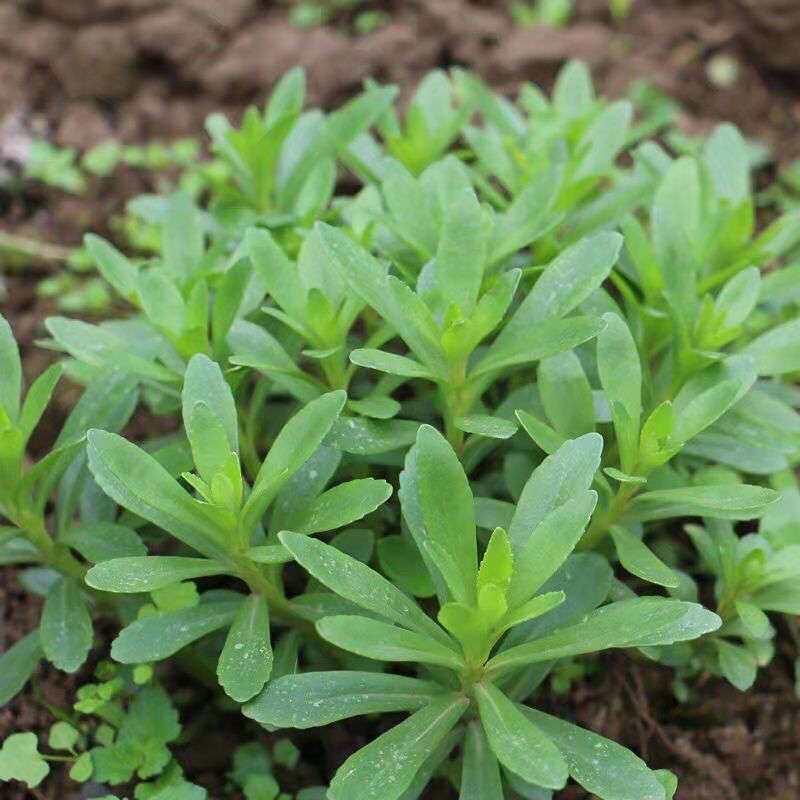 高钙菜养心菜种子救心菜养心菜苗菜种子费菜种苗四季种植蔬菜种籽