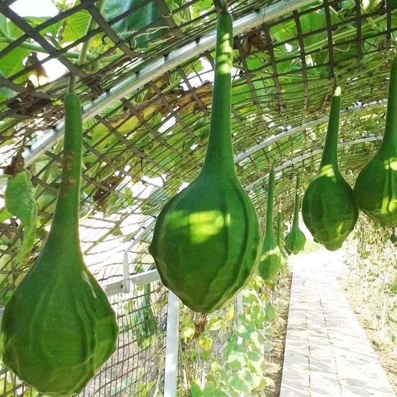 鹤首葫芦种子观赏文玩葫芦种籽春季爬藤南瓜种庭院盆栽蔬菜种孑籽