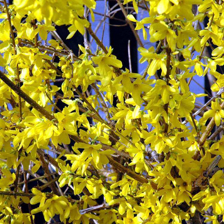 迎春开花金黄迎春花苗垂吊攀援绿化藤本植物连翘树苗