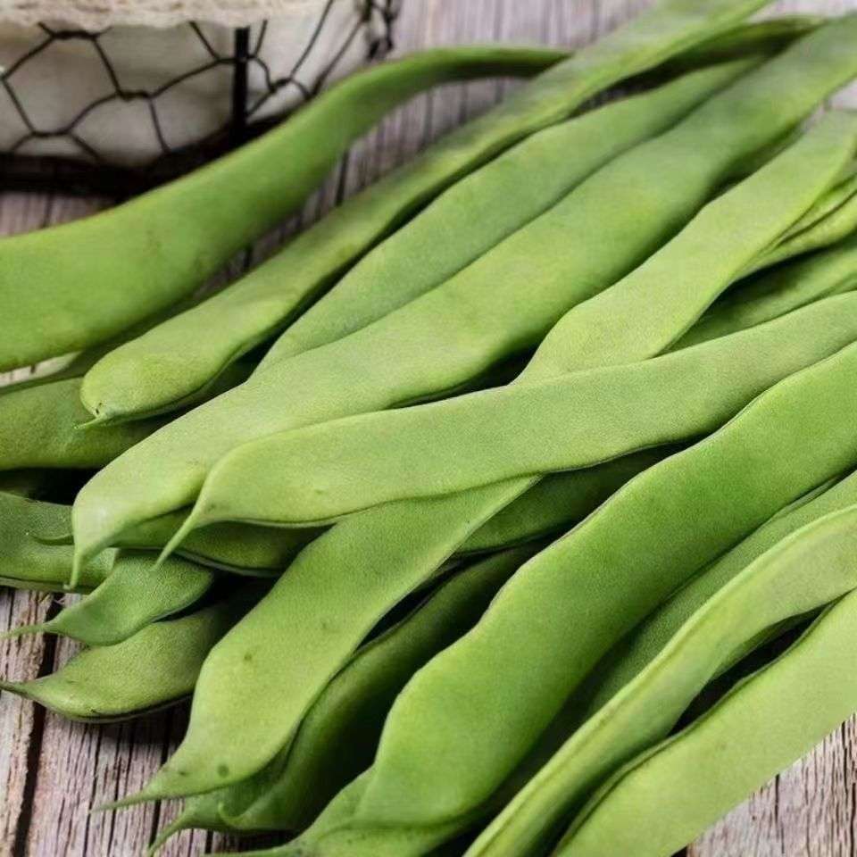 宽扁四季豆三扁芸豆种子宽芸豆油豆角青架芸豆种早熟四季蔬菜籽