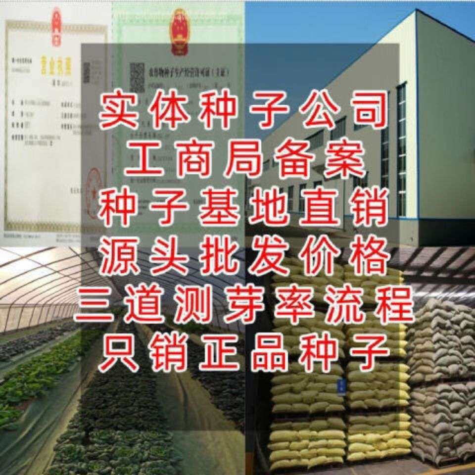 菠菜芽苗菜种子菠菜种子无土栽培水培蔬菜阳台专用四季播蔬菜种子