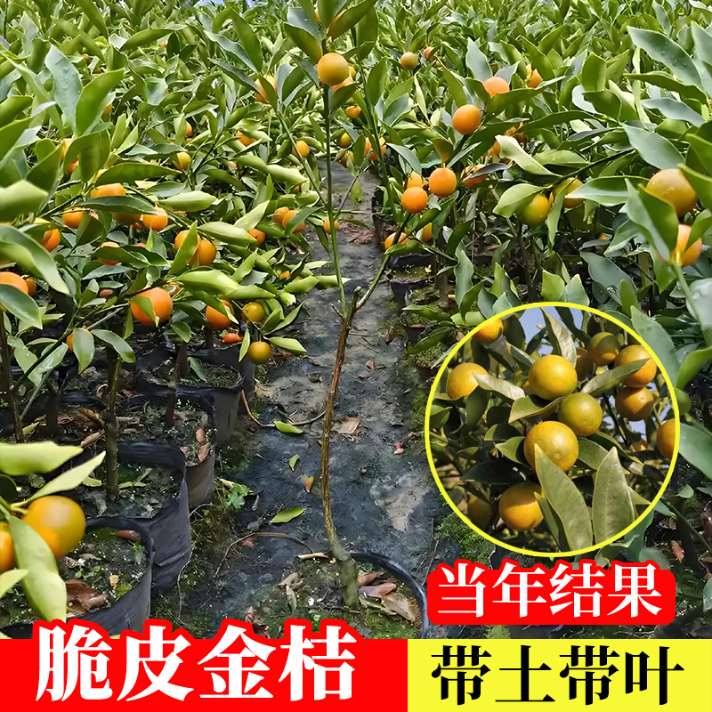 脆皮金桔嫁接苗当年结果带土易活
