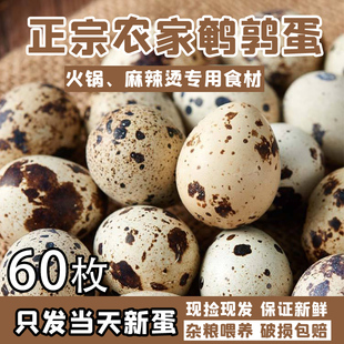 生鹌鹑蛋新鲜60枚现捡农家杂粮喂养生 鸟蛋孕妇辅食