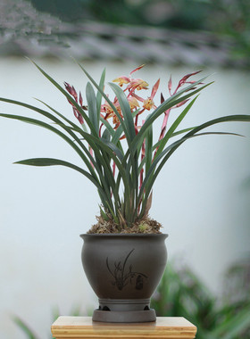 兰花建兰春兰墨兰紫霞仙女开红色兰花苗办公司内阳台卧室绿植盆栽