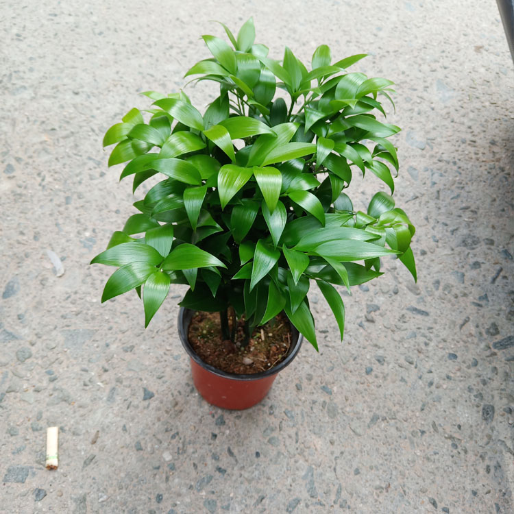 耐寒耐热竹柏四季常青