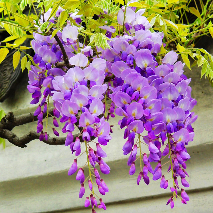 多花紫藤树苗藤本花卉攀爬庭院爬藤植物盆景老桩紫藤萝紫腾滕花