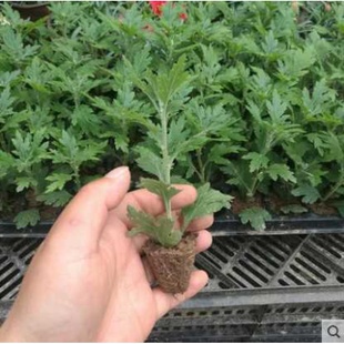 菊花苗小苗带土球盆栽千头菊雏菊秋菊大花室内外绿植花卉多年生