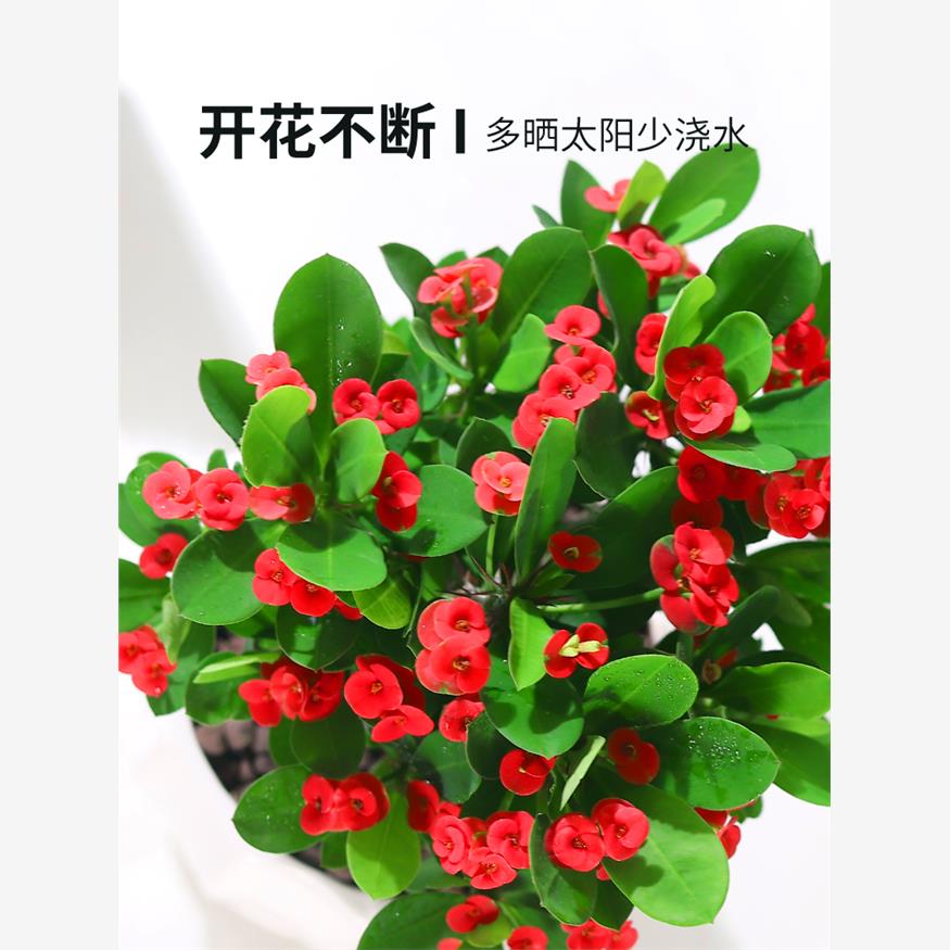虎刺梅花卉盆栽易活植物室内办公室阳台耐旱铁海棠花四季开花不断