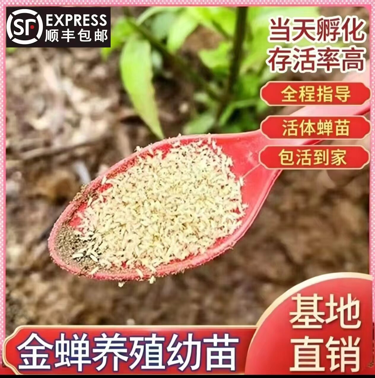 金蝉幼苗卵种子知了猴幼虫蝉蚁幼苗批发蝉卵爬叉山养殖基地
