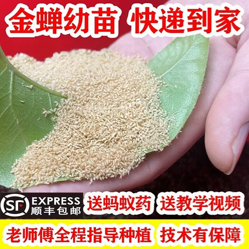 金蝉幼苗种子幼虫幼苗知了猴种子幼虫蝉种苗金蝉卵金蝉苗知了