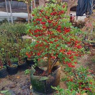 火棘树盆栽吉祥果盆景满堂红植物观果绿植阳台庭院开花结果小植物