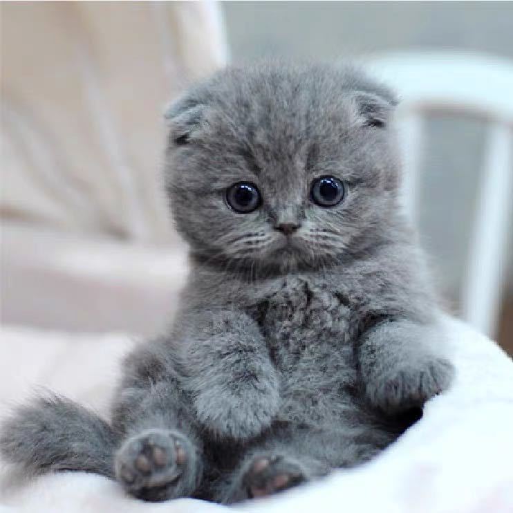 纯种矮脚蓝猫 英短蓝猫 折耳蓝猫 美短猫短毛猫咪家养宠物幼崽